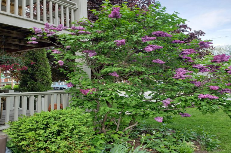 Lilac